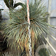 Yucca rostrata 150-160 cm container vertakt