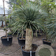 Yucca rostrata 160-170 cm container