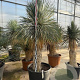Yucca rostrata 160-170 cm container