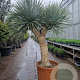 Yucca rostrata 190-200 cm container vertakt extra