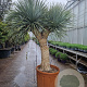 Yucca rostrata 190-200 cm container vertakt extra