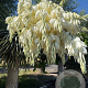 Yucca rostrata 190-200 cm container vertakt extra
