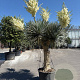 Yucca rostrata 190-200 cm container vertakt extra