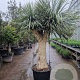 Yucca rostrata 200-210 cm container piramide