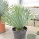 Yucca rostrata 50-60 cm container