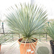Yucca rostrata 60-80 cm container