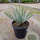 Yucca rostrata GM C6L