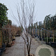 Zelkova serrata 250-300 cm container meerstammig