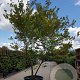 Zelkova serrata 350-400 cm container meerstammig