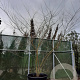 Zelkova serrata 350-400 cm container meerstammig
