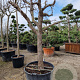Ziziphus jujuba 100 cm stam container 40-50 bol
