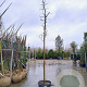 Ziziphus jujuba 180 cm stam container 16-18 leiboom