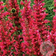 Agastache mex. 'Red Fortune' GM P9