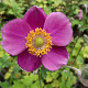 Anemone hyb. 'Hadspen Abundance' GM P9