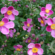 Anemone hyb. 'Hadspen Abundance' GM P9