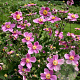 Anemone h. 'Praecox' GM P9