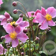 Anemone h. 'Praecox' GM P9