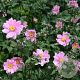 Anemone hyb. 'Serenade' GM P9