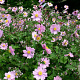 Anemone hyb. 'Serenade' GM P9