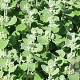 Ballota pseudodictamnus GM P9
