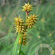 Carex flava GM 2,0L