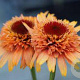 Echinacea Supreme Cantaloupe GM P9
