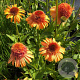 Echinacea Supreme Cantaloupe GM P9