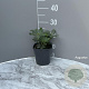 Helleborus niger GM 2,0L