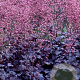 Heuchera 'Regina' GM P9