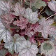 Heuchera 'Regina' GM P9