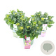 Hydrangea m. Mag. Four Seasons Mix 25-30 cm 3,5L