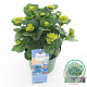 Hydrangea m. Magical Revolution 25-30 cm 3,5L blauw