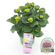 Hydrangea m. Magical Revolution 25-30 cm 3,5L blauw