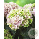 Hydrangea m. Magic. Revolution Pink 25-30 cm 3,5L rose