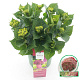 Hydrangea m. Magical Ruby Tuesday 25-30 cm 3,5L