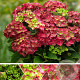 Hydrangea m. Magical Ruby Tuesday 25-30 cm 3,5L