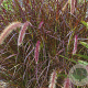 Pennisetum advena 'Rubrum' GM P9