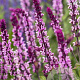 Salvia n. Carad. Pink Inspiration GM P9