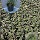 Salvia off. 'Tricolor' GM 2,0L