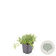 Thymus serpyllum GM P9