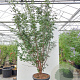 Acer griseum 300-350 cm cont. 500L meerstammig solitair