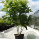 Acer palmatum 250-300 cm cont. 150L meerstammig