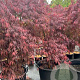 Acer pal. 'Inaba-shidare' 300-350 cm cont. 500L meerstammig solitair