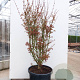 Acer pal. 'Jerre Schwartz' 200-250 cm cont. 70L meerstammig