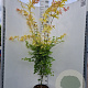 Acer pal. 'Orange Dream' 250-300 cm cont. 70L meerstammig