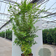 Acer pal. 'Sangokaku' 250-300 cm cont. 90L meerstammig