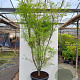 Acer pal. 'Scolopendriifolium' 200-250 cm container meerstammig extra