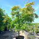 Acer pal. 'Scolopendriifolium' 250-300 cm cont. 150L meerstammig