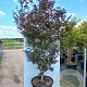 Acer pal. 'Trompenburg' 250-300 cm cont. 150L meerstammig