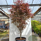 Acer pal. 'Trompenburg' 250-300 cm cont. 70L meerstammig